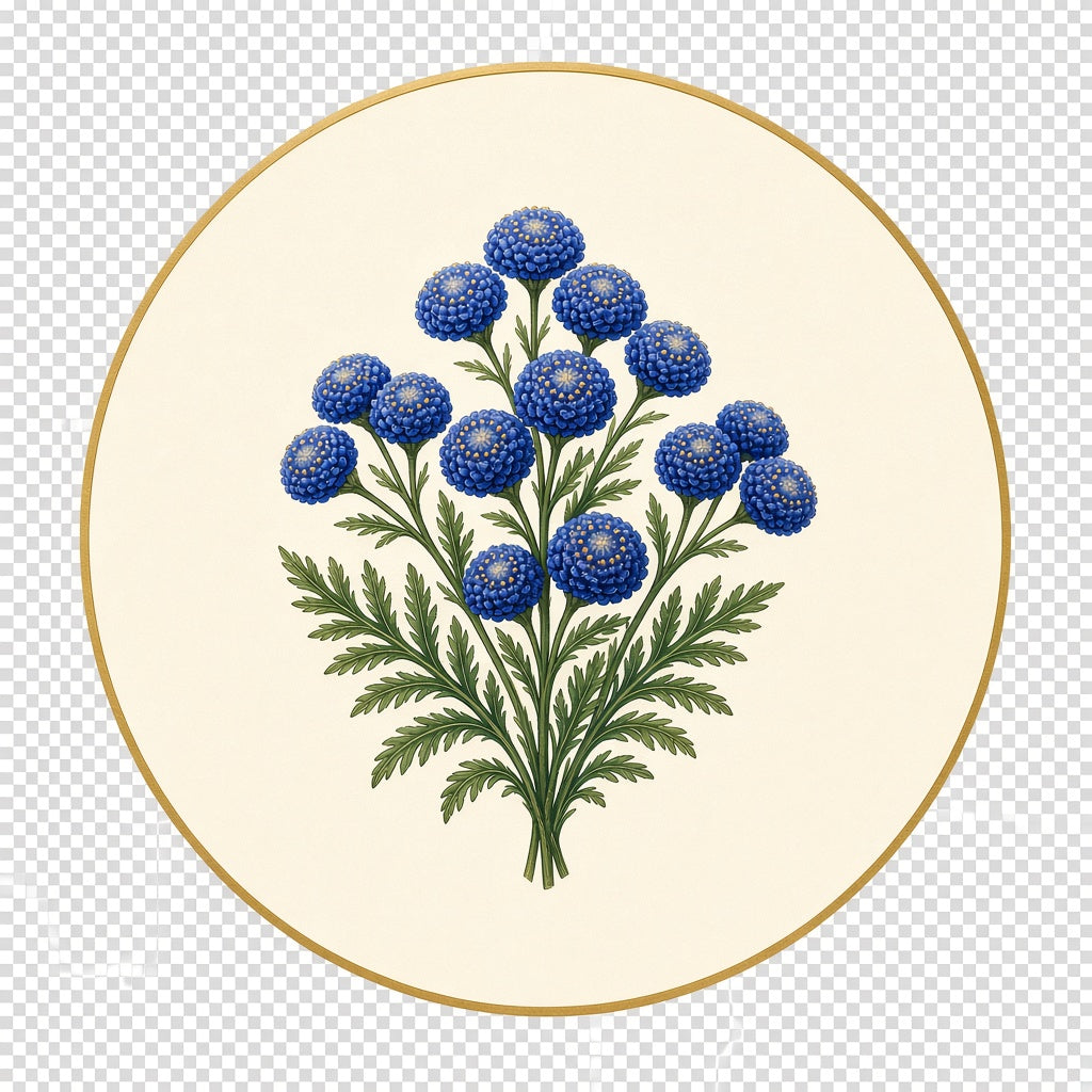 Blue Tansy
